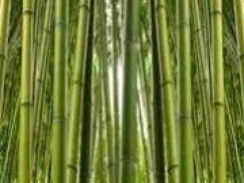 Rideau bambou - Beau, pratique et fonctionnel